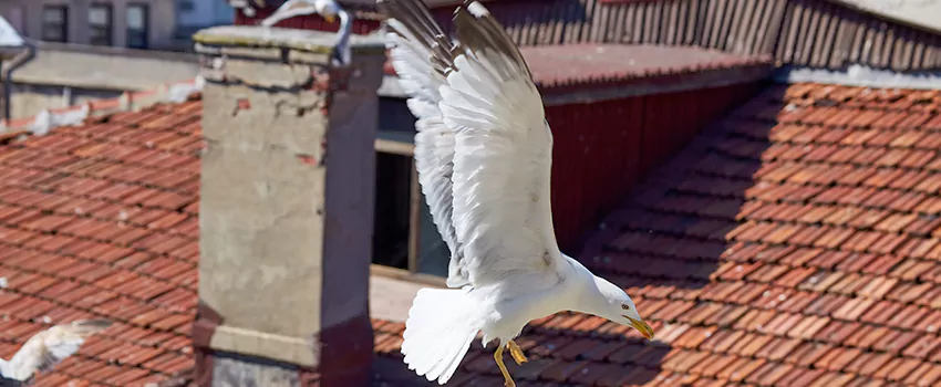 Residential Chimney Animal Removal Solution in Vincent, CA