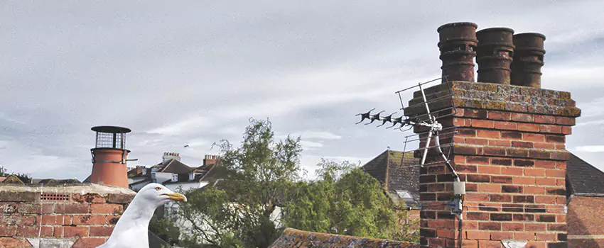 Chimney Cleaning And Restoration in Vincent, California